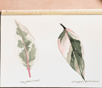 Paint Your Own Variegated Plant Portrait!
