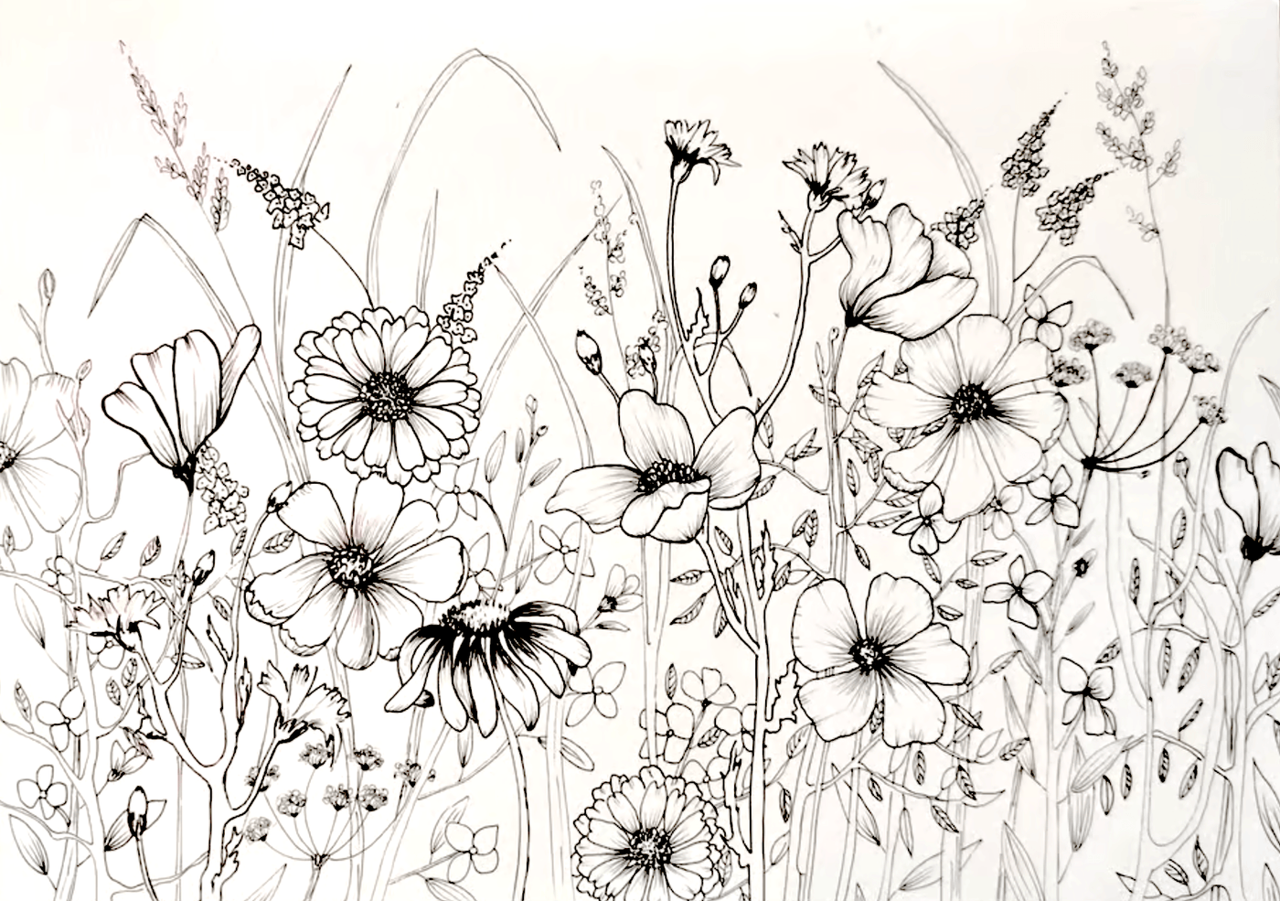 botanical line drawing