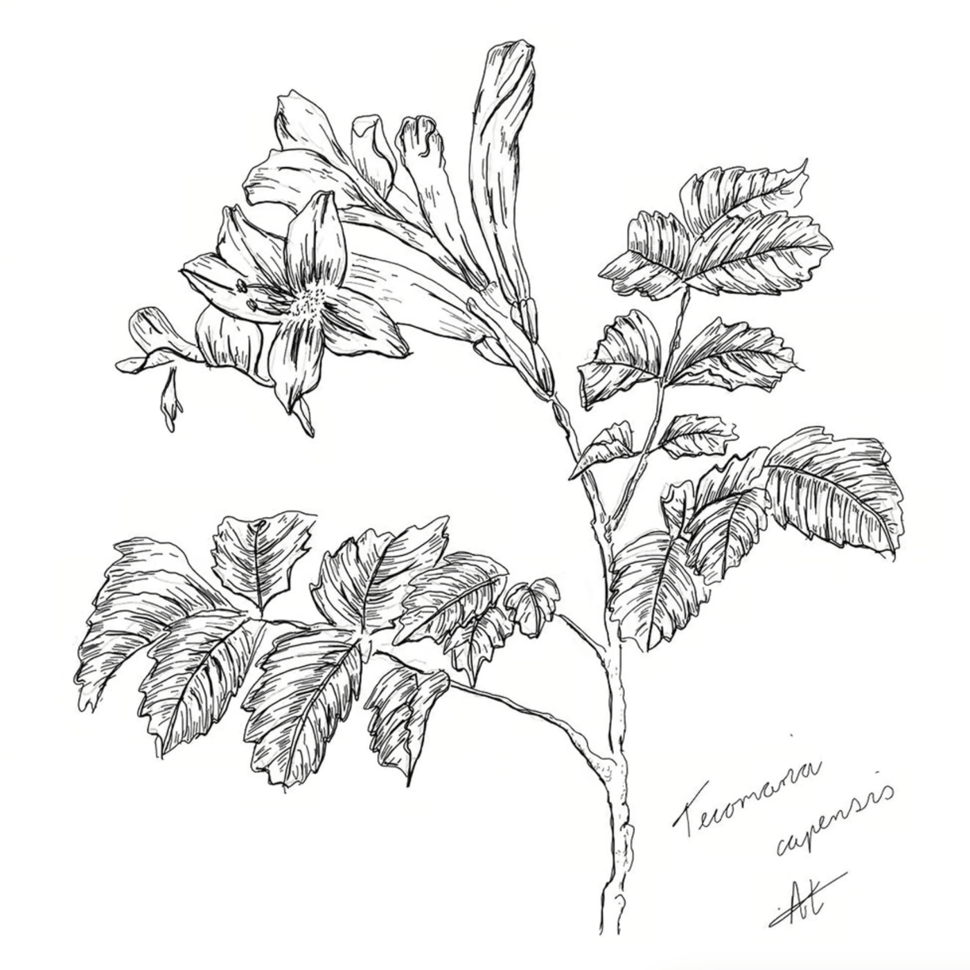 botanical line drawing