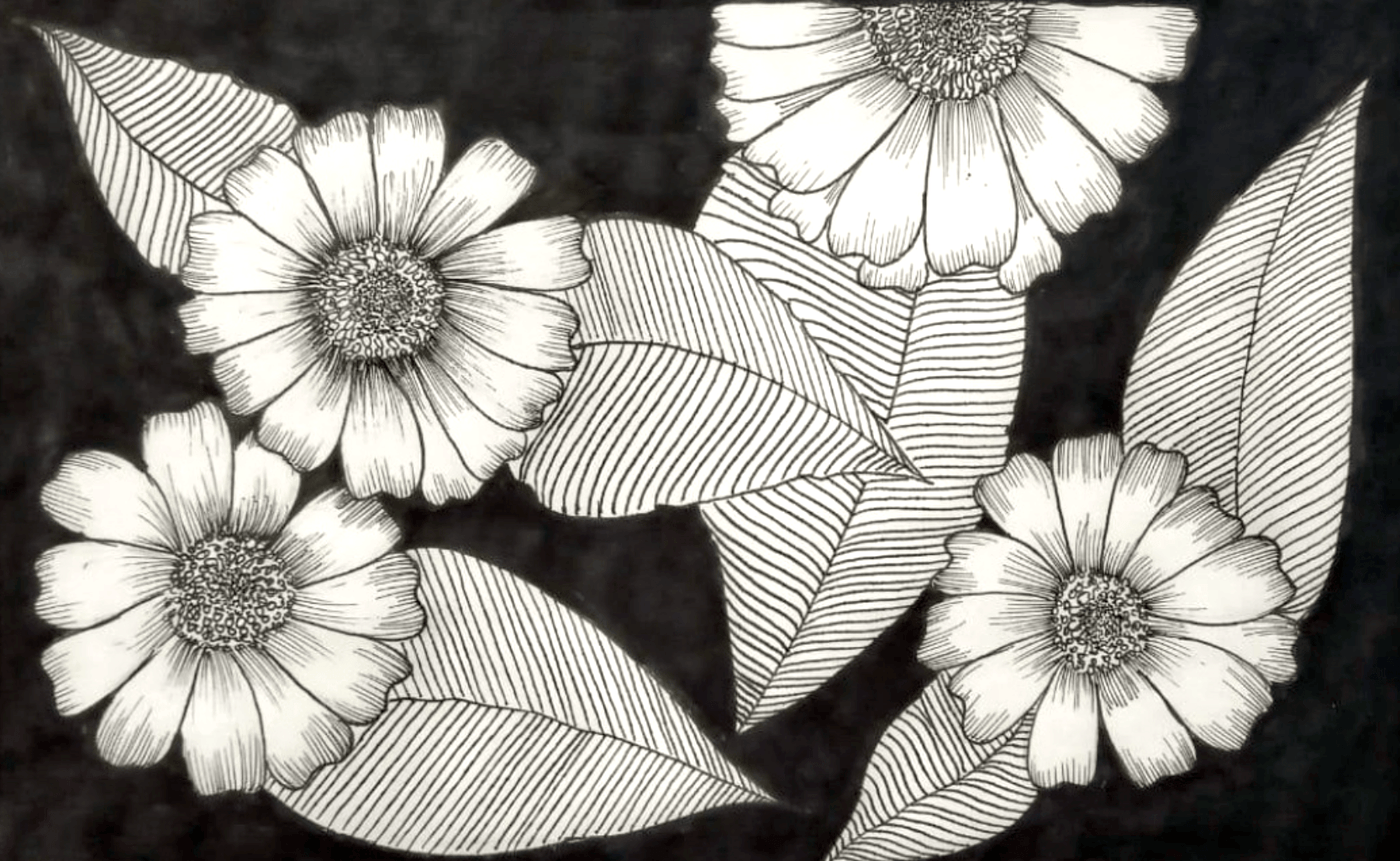 botanical line drawing