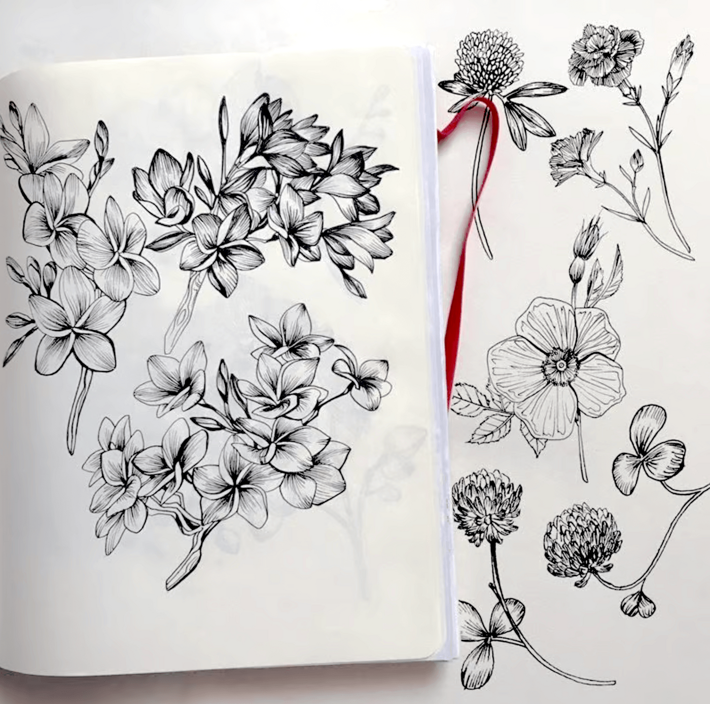 botanical line drawing