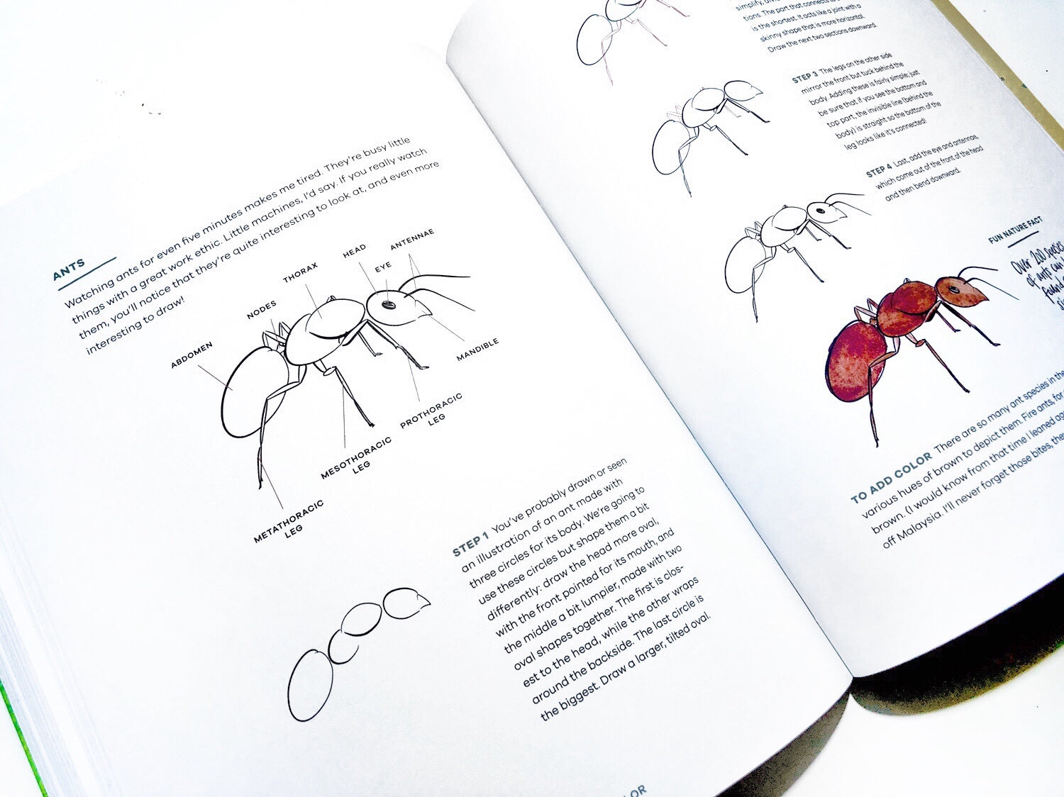 ant anatomy drawing