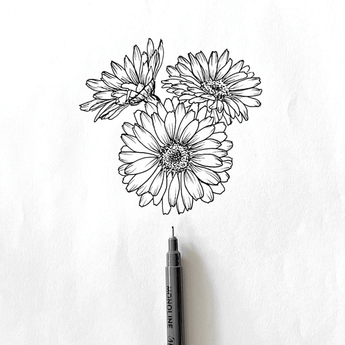 Sunflower line art drawing